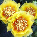 cactus flower art