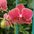orchid art