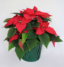 poinsettia