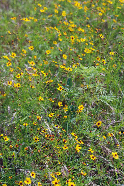 plains_coreopsis_field_medium